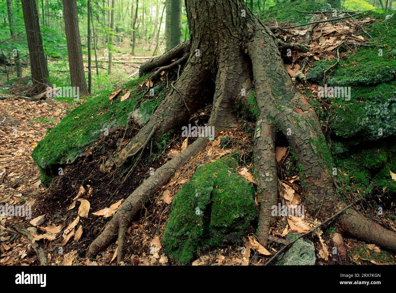 Hemlock roots, Stone Valley Recreation Area, New York Stock Photo