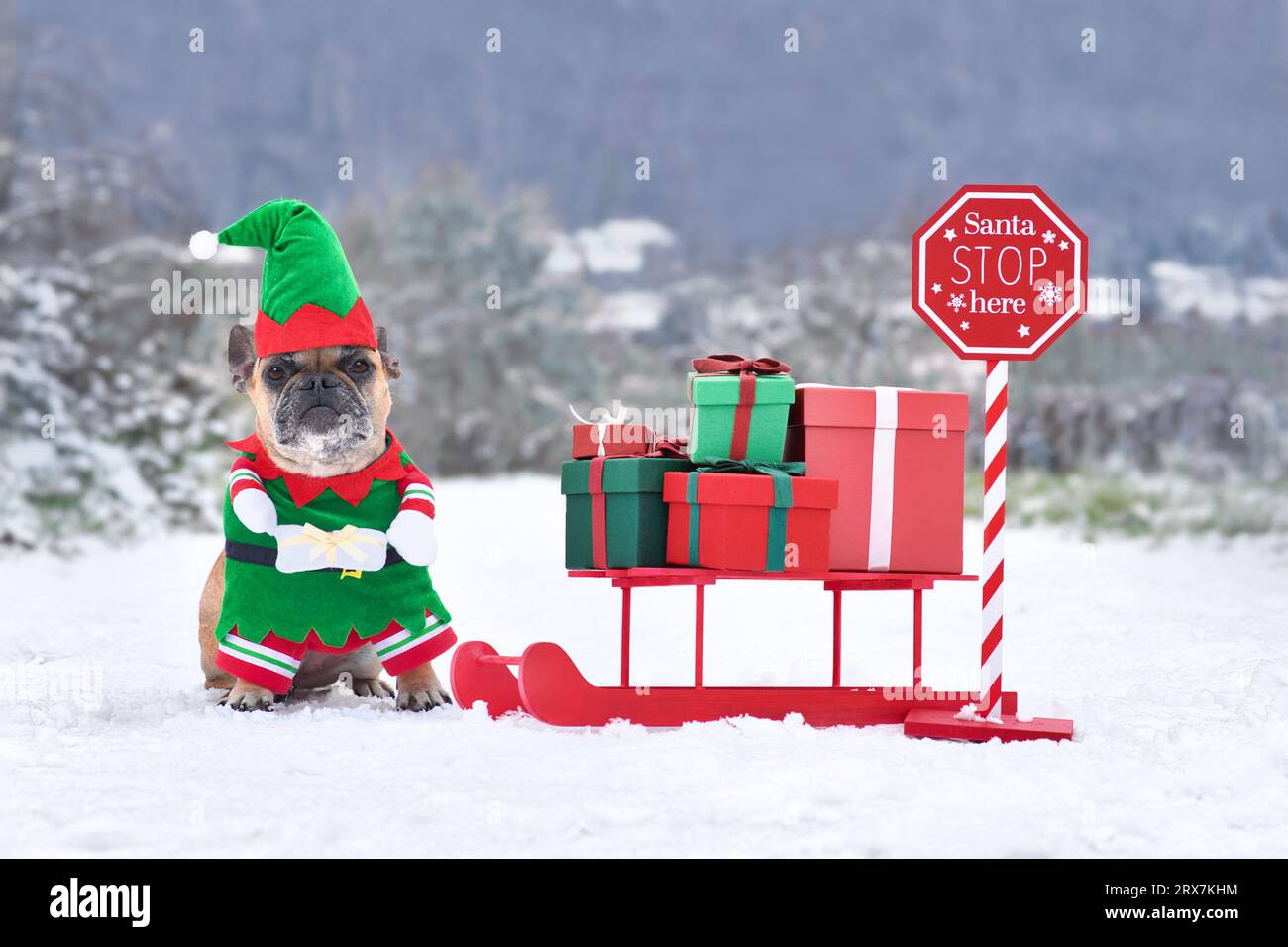 French Bulldogd dog wearing Christmas elf costume next to sledge with
