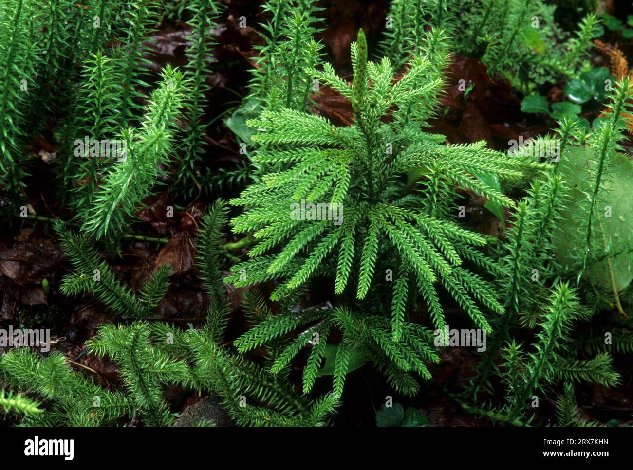 Club moss, Ha-de-Ron-Da Wilderness, Adirondack Park, New York Stock Photo