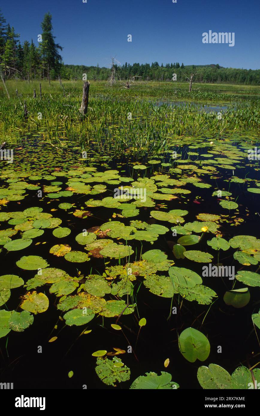 Lily lake visitor center hires stock photography and images Alamy