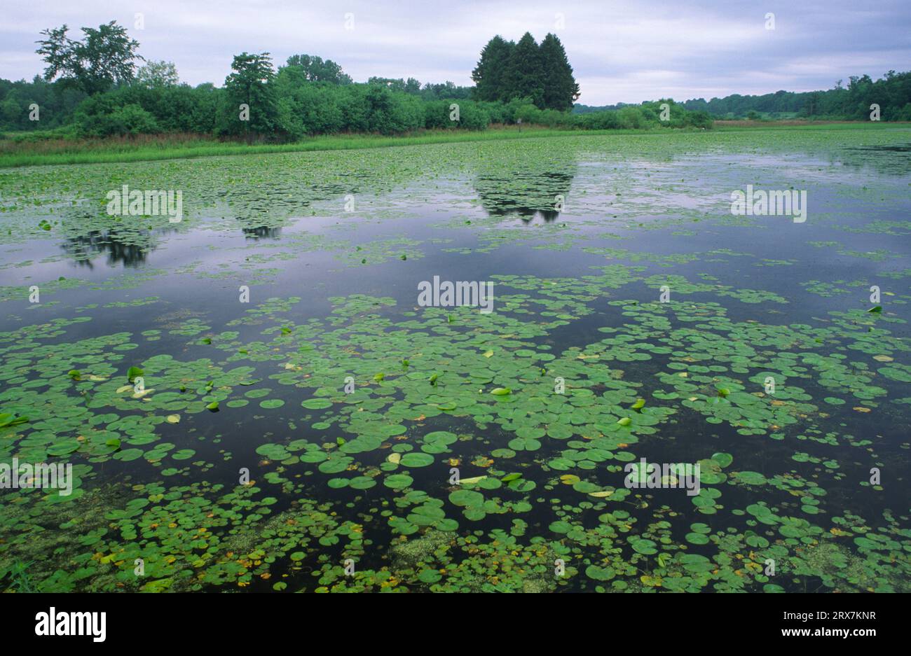 Brooder Pond with water lilies, Howland Island Wildlife Management Area, New York Stock Photo