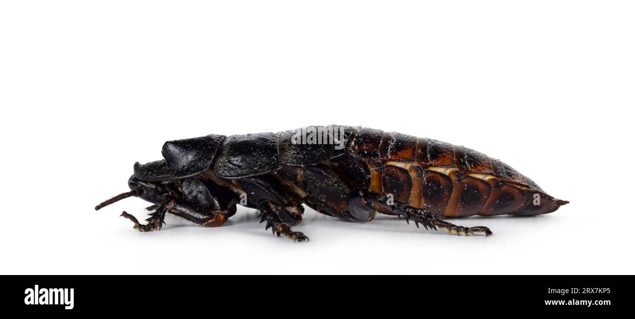 Side view of hissing cockroach aka Gromphadorhina portentosa. Isolated ...