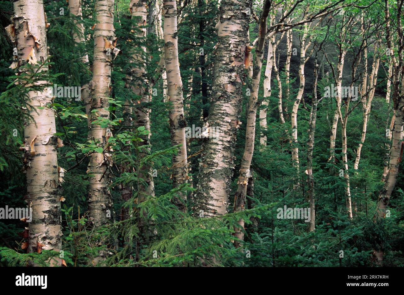 Birch forest along Ampersand Mountain Trail, High Peaks Wilderness