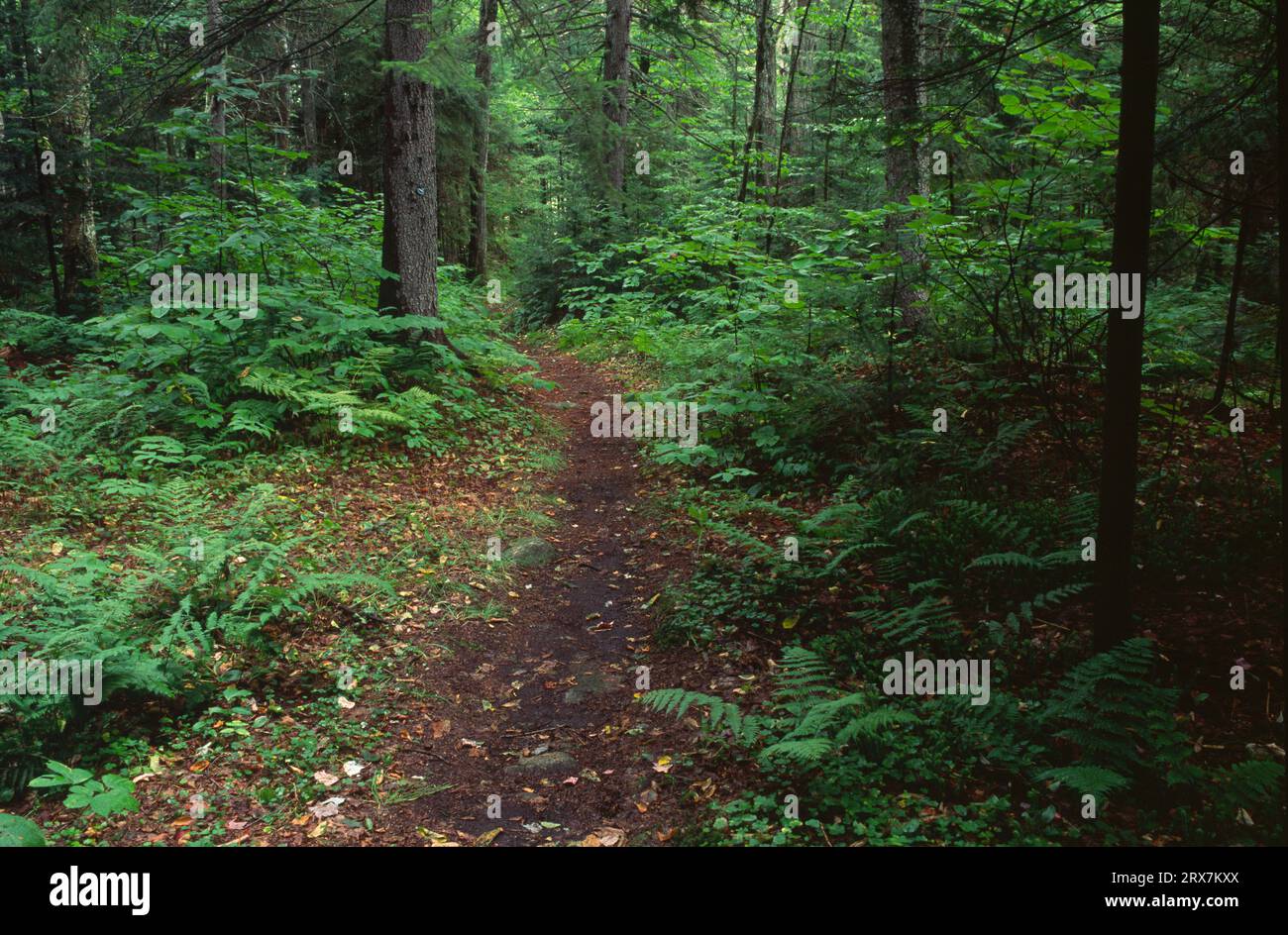 Northville-Placid Trail, West Canada Lake Wilderness Area, Adirondack Park, New York Stock Photo