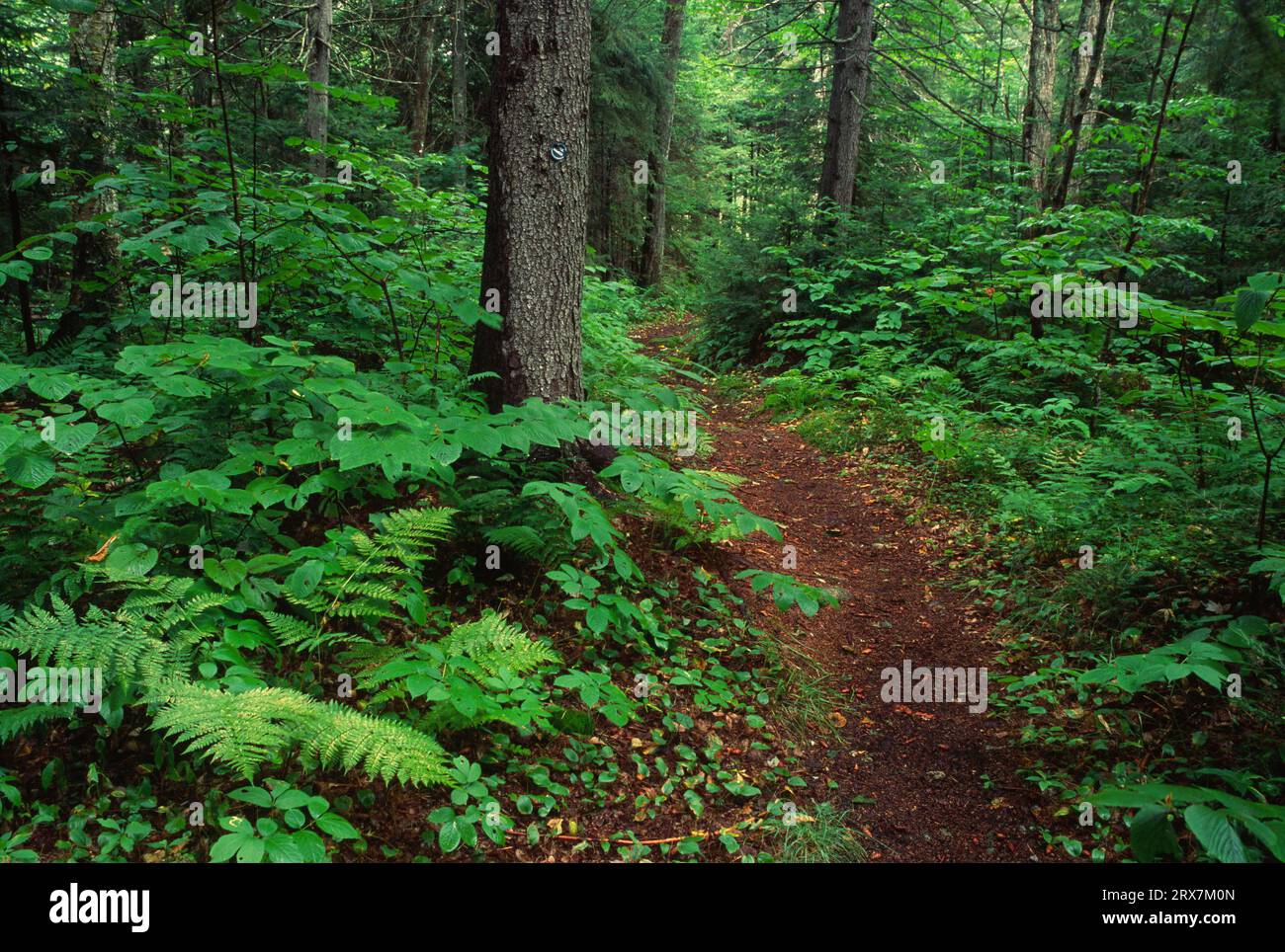 Northville-Placid Trail, West Canada Lake Wilderness Area, Adirondack Park, New York Stock Photo