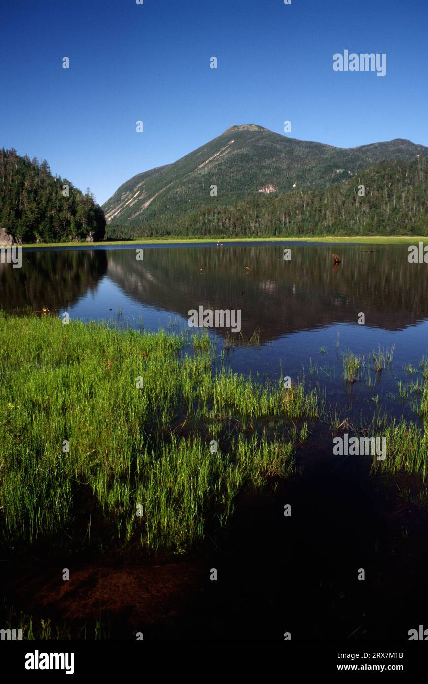 Mt Colden above Flooded Land, High Peaks Wilderness, Adirondack Forest