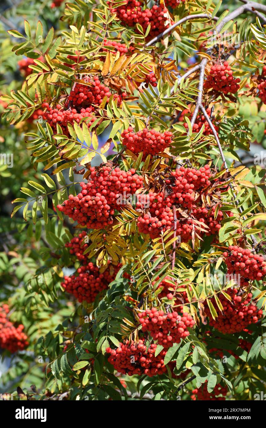 Rowan trees in autumn foliage hi-res stock photography and images - Alamy