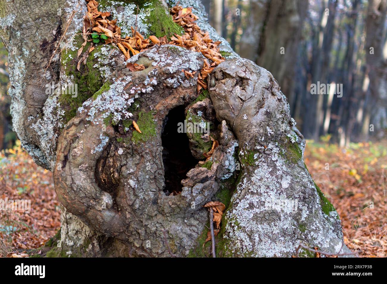Hojas de paisajes hi-res stock photography and images - Alamy