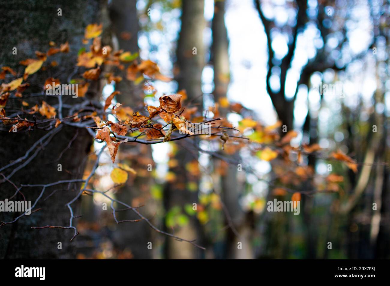 Hojas de paisajes hi-res stock photography and images - Alamy
