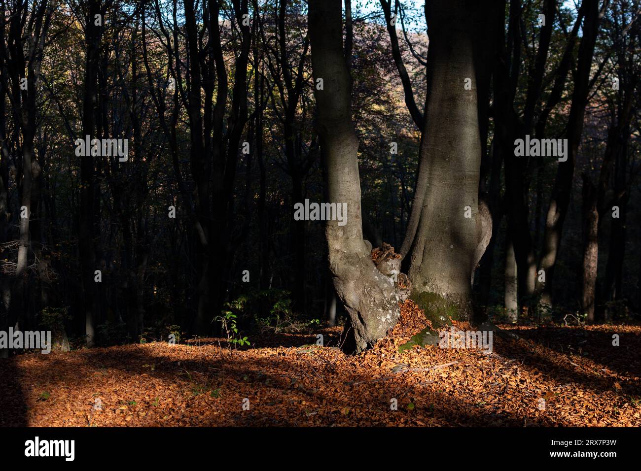 Hojas de paisajes hi-res stock photography and images - Alamy
