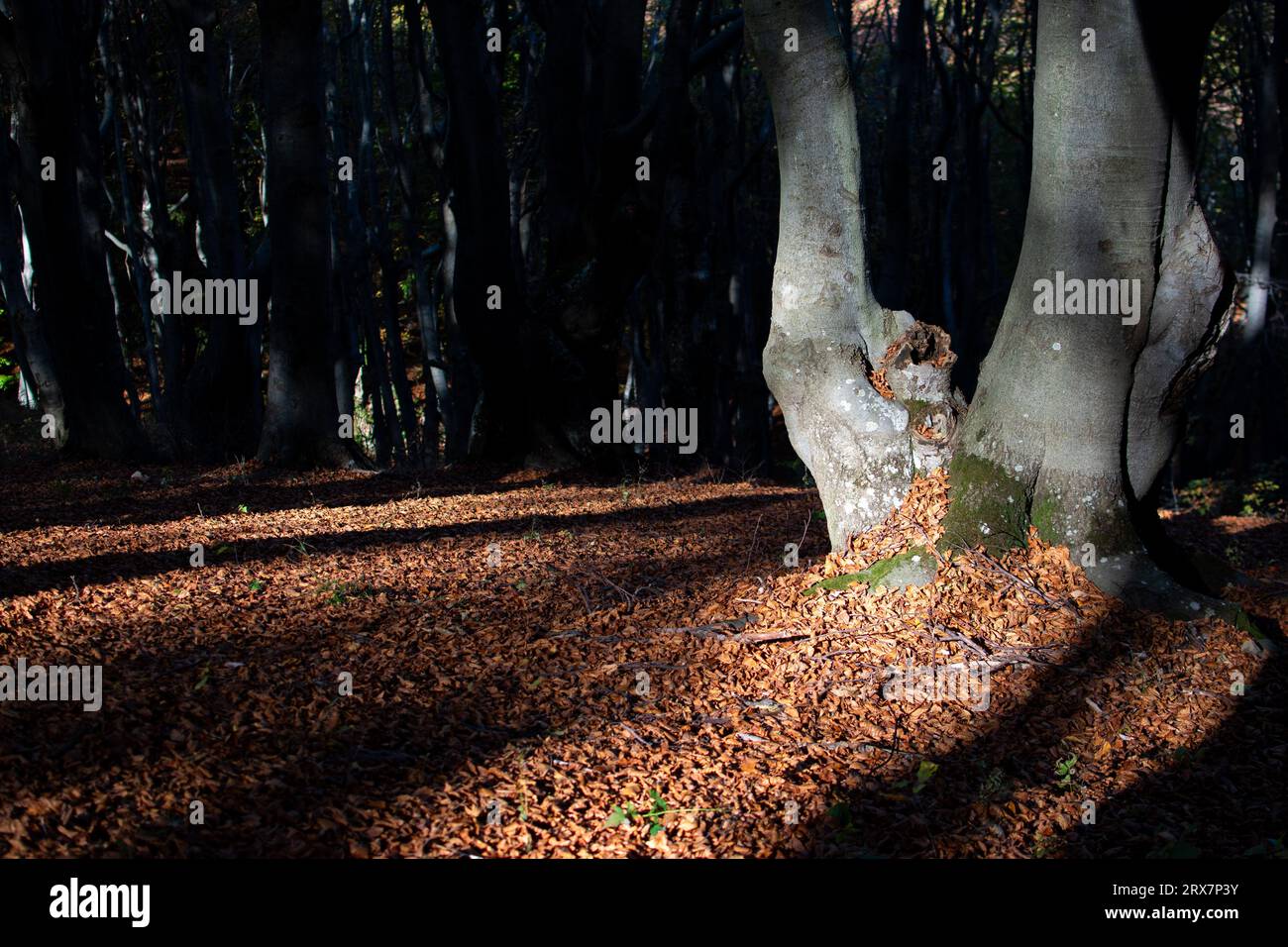 Hojas de paisajes hi-res stock photography and images - Alamy