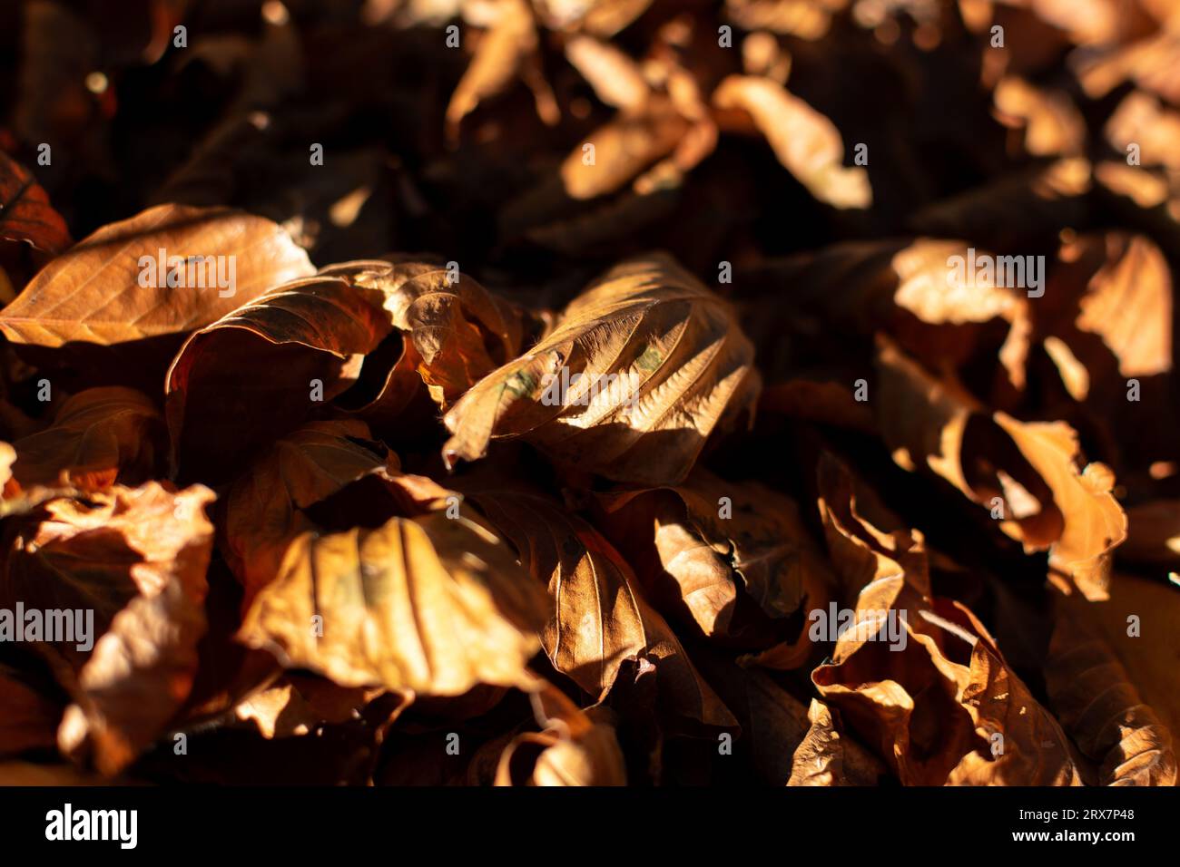 Hojas de paisajes hi-res stock photography and images - Alamy