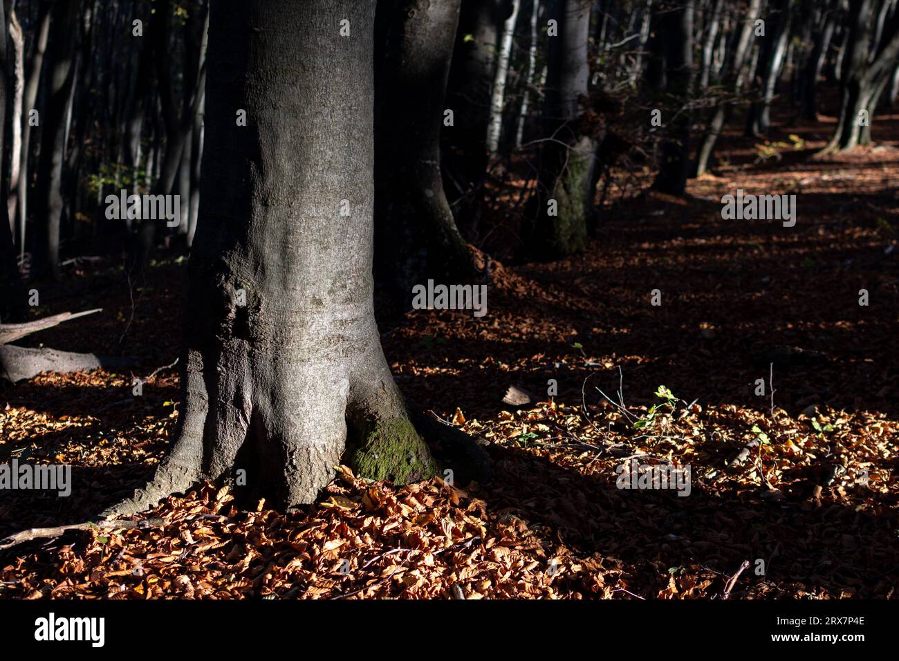 Hojas de paisajes hi-res stock photography and images - Alamy
