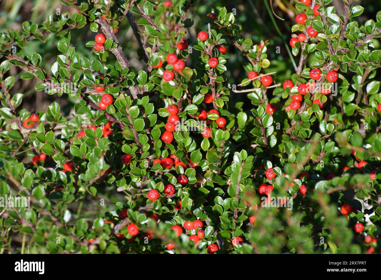 Cotoneaster - ornamental deciduous shrub with berries, used in landscape design. Stock Photo