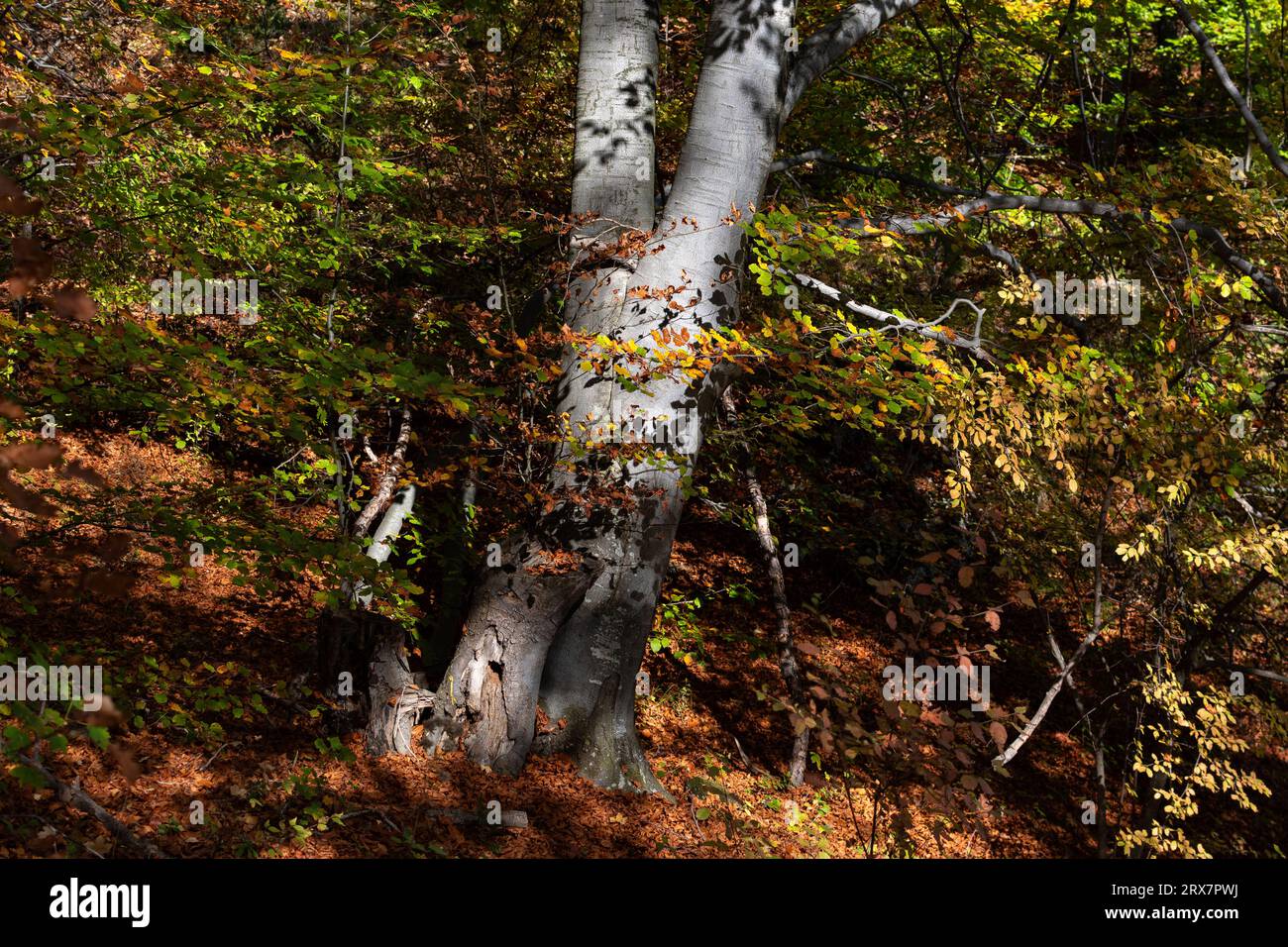 Paisajes de bosques hi-res stock photography and images - Alamy