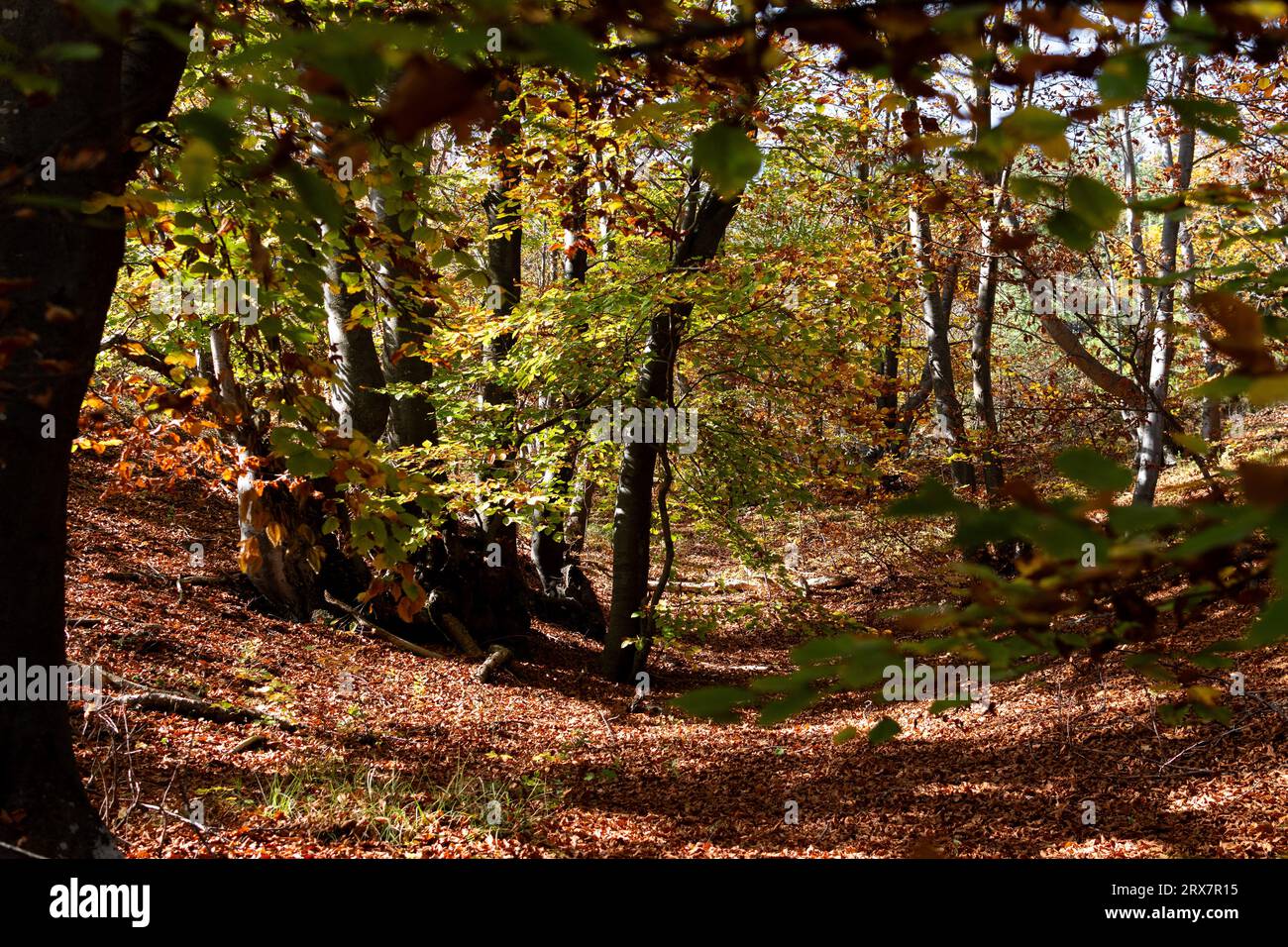 Hojas de paisajes hi-res stock photography and images - Alamy
