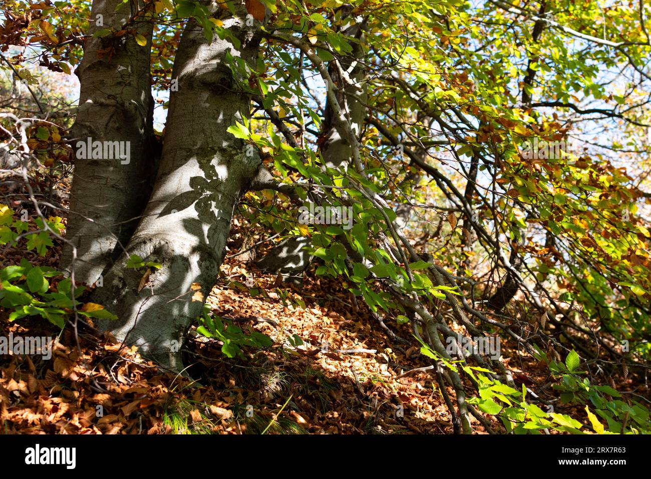 Hojas de paisajes hi-res stock photography and images - Alamy