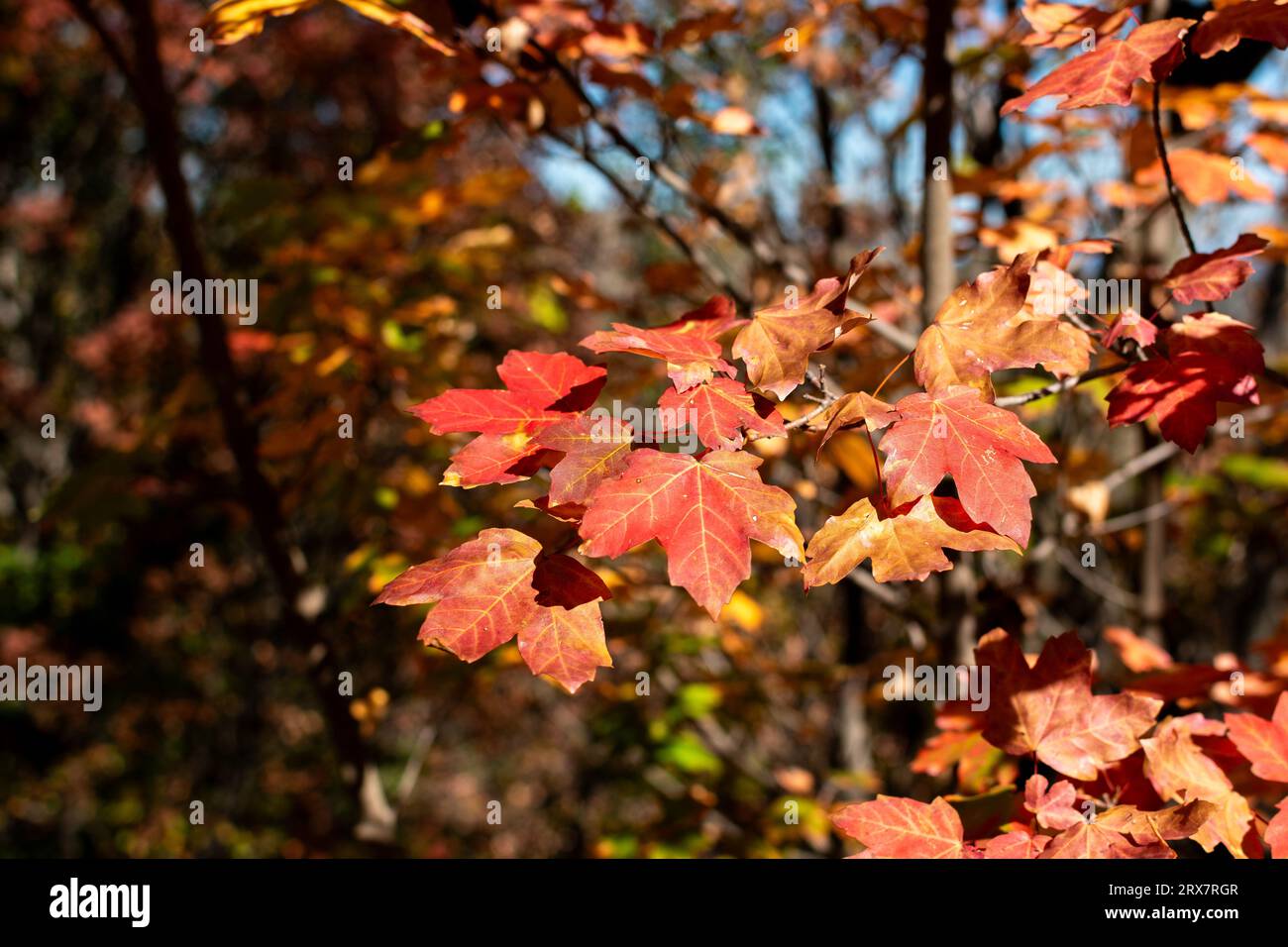 Hojas de paisajes hi-res stock photography and images - Alamy