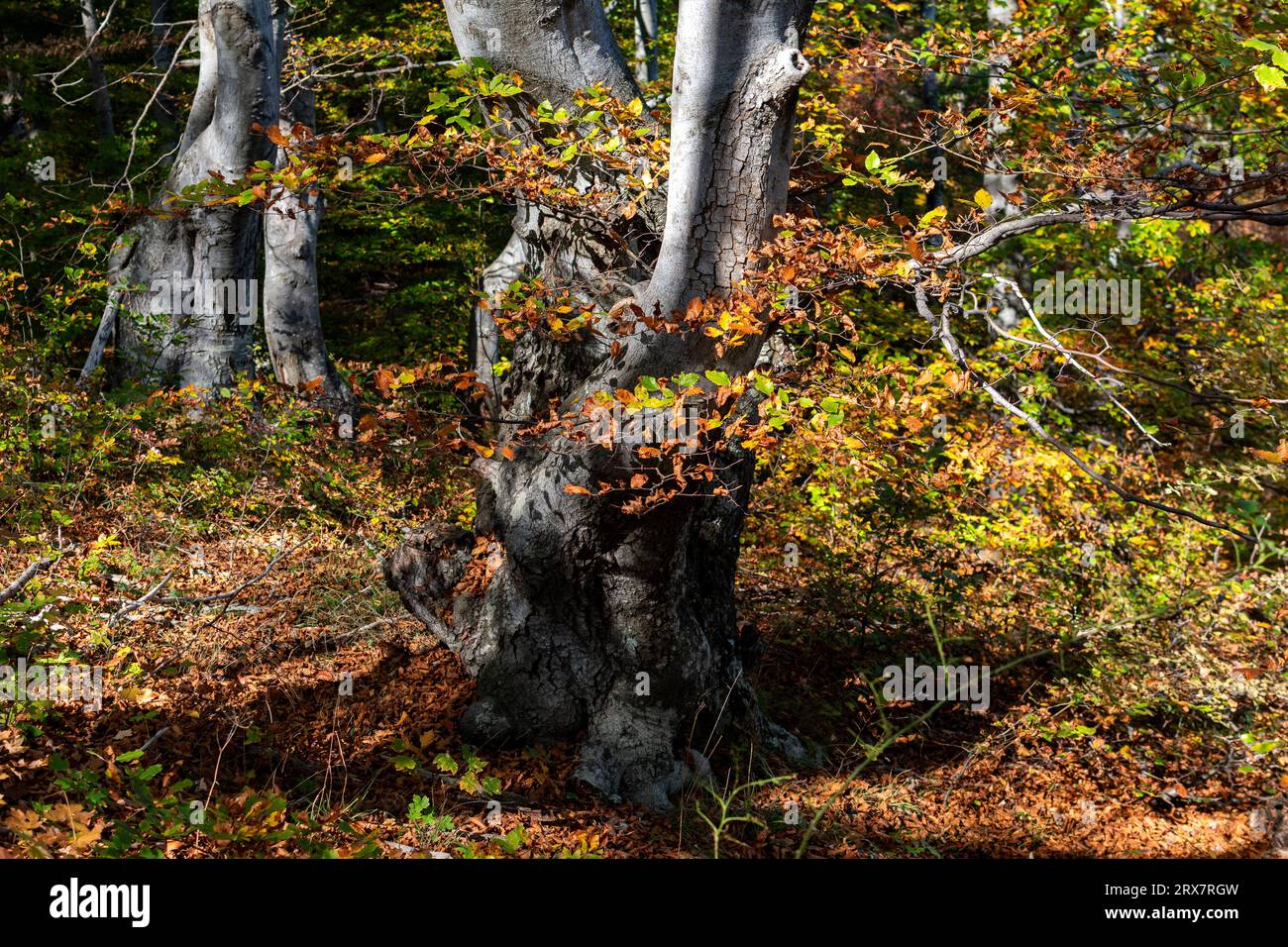 Hojas de paisajes hi-res stock photography and images - Alamy