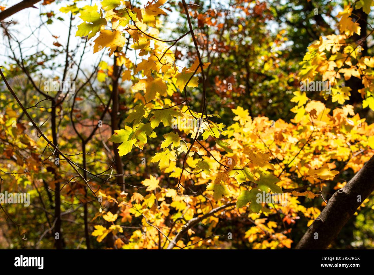 Hojas de paisajes hi-res stock photography and images - Alamy