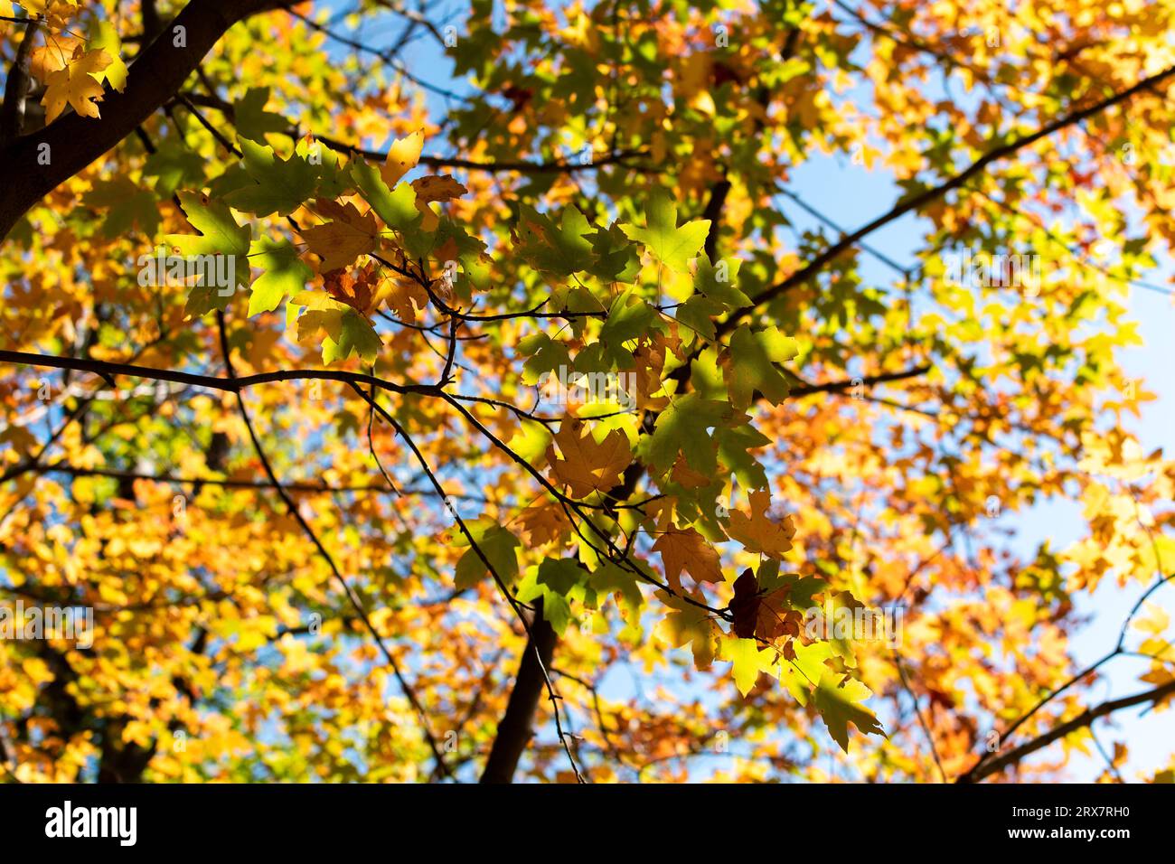Hojas de paisajes hi-res stock photography and images - Alamy