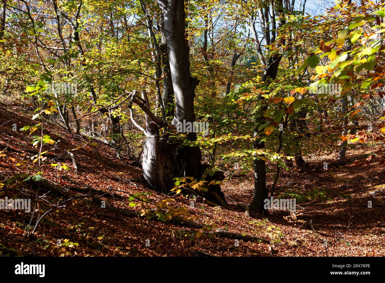Hojas de paisajes hi-res stock photography and images - Alamy