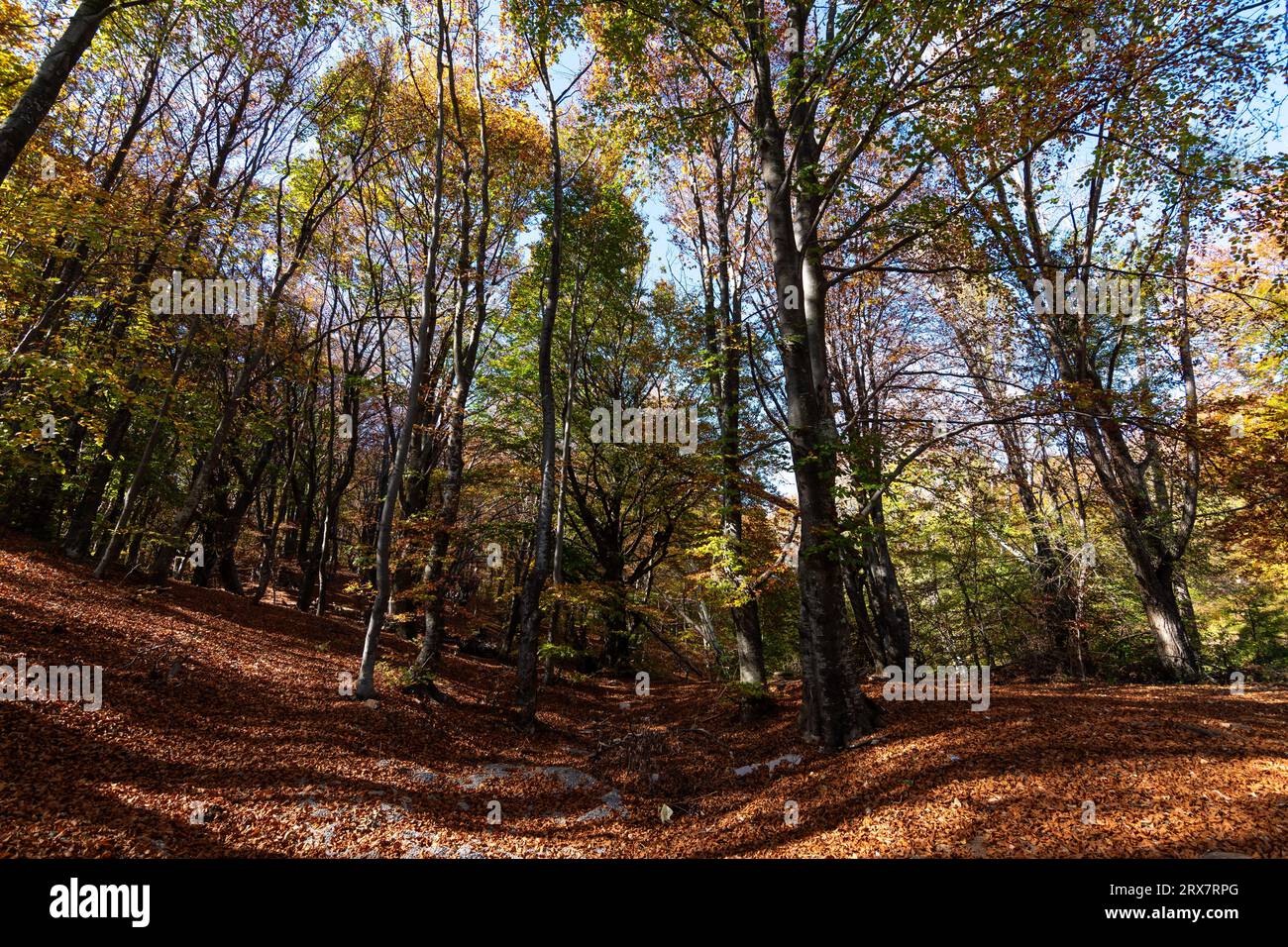 Hojas de paisajes hi-res stock photography and images - Alamy