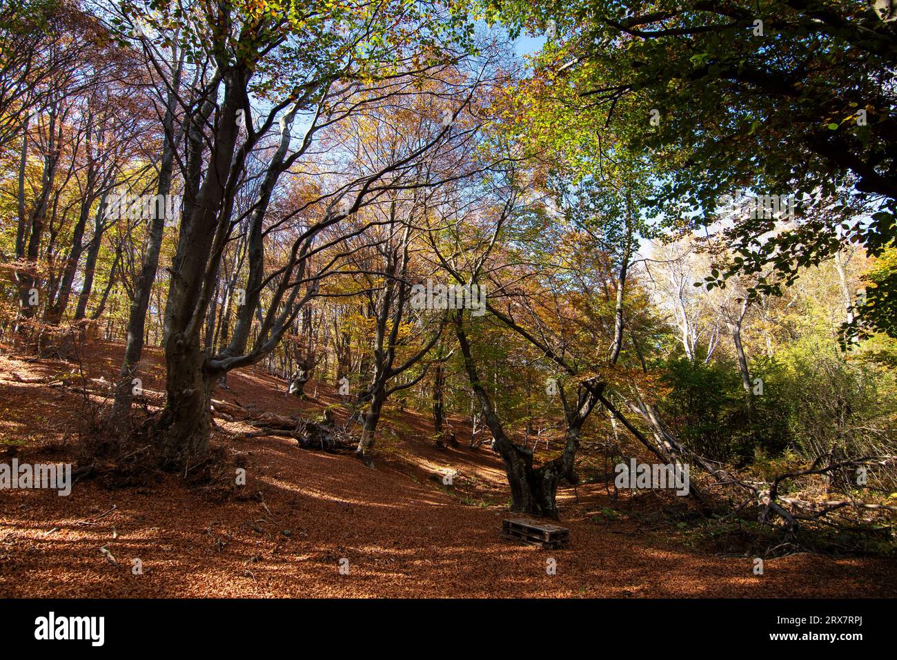 paisaje de otoño / autumn landscape Stock Photo