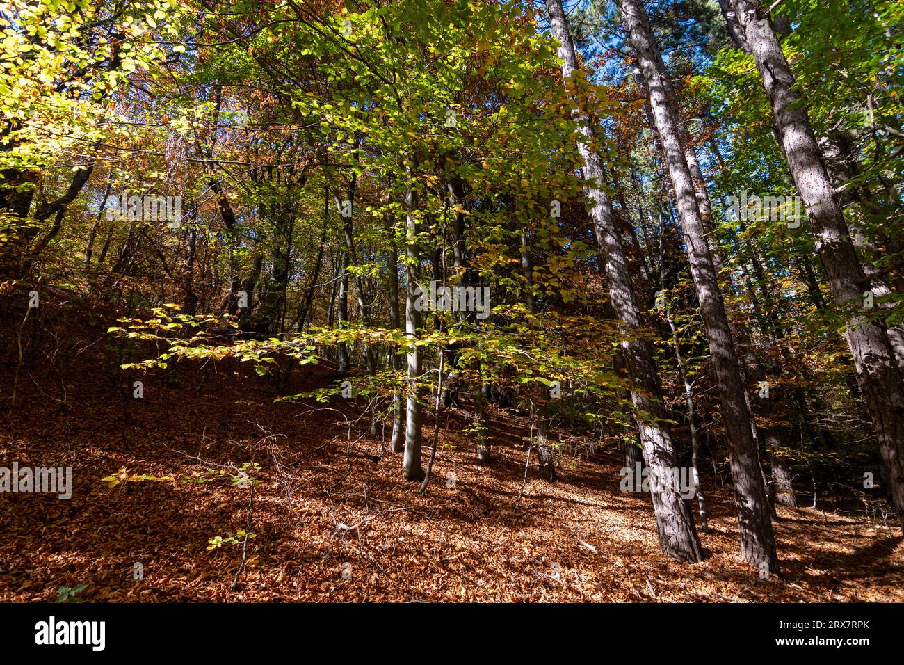 Hojas de paisajes hi-res stock photography and images - Alamy