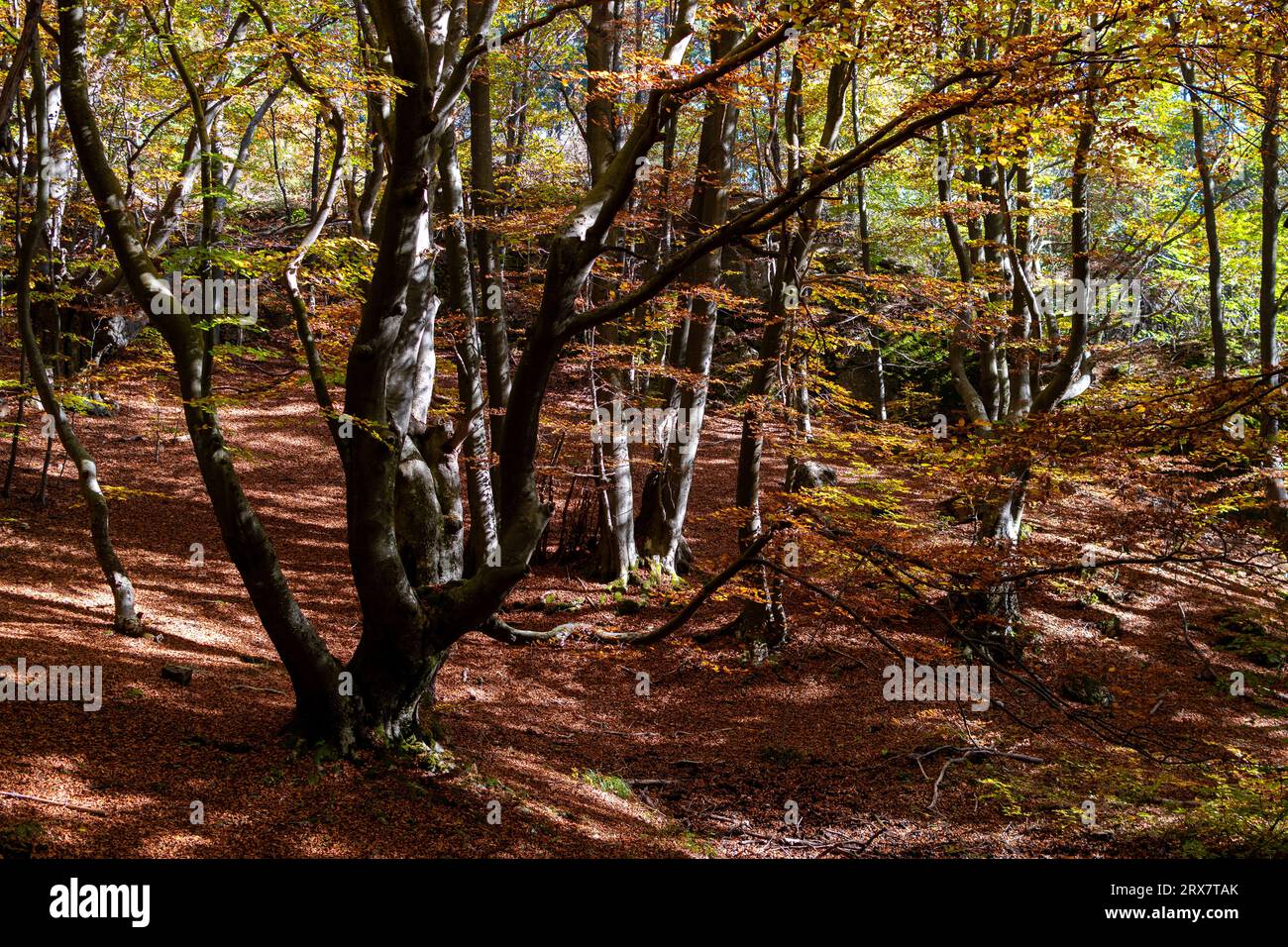 Hojas de paisajes hi-res stock photography and images - Alamy