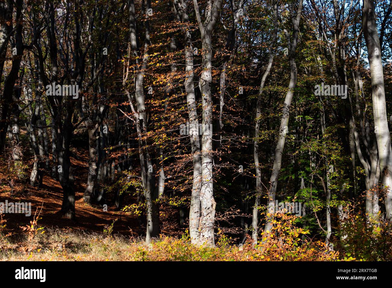 paisaje de otoño / autumn landscape Stock Photo
