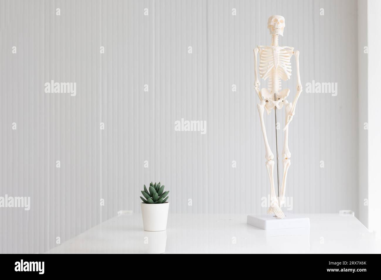 modern cozy bright physician doctor room with physical skeleton figure model for living lifestyle background Stock Photo