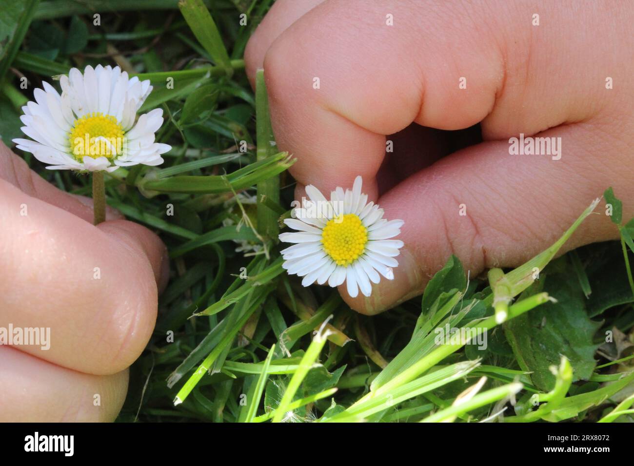 Children s hands picking daisies stock photo alamy