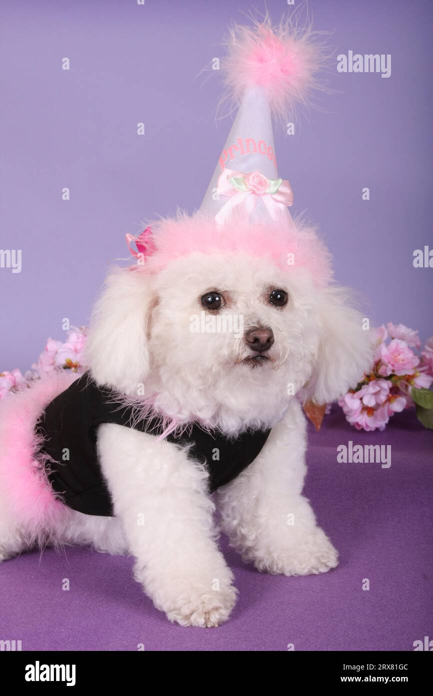 Party animal dress hi-res stock photography and images - Alamy