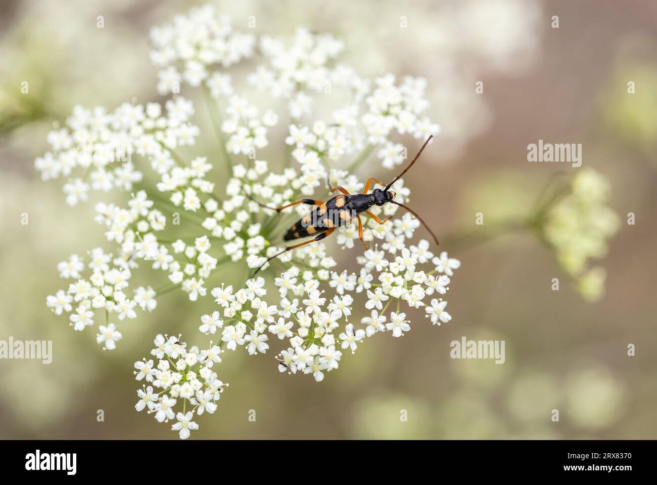 Long-horned beetle Stock Photo