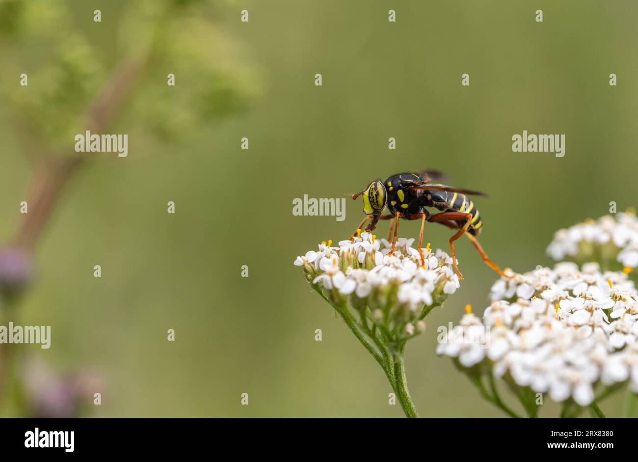 Wasp mimic hoverfly Stock Photo