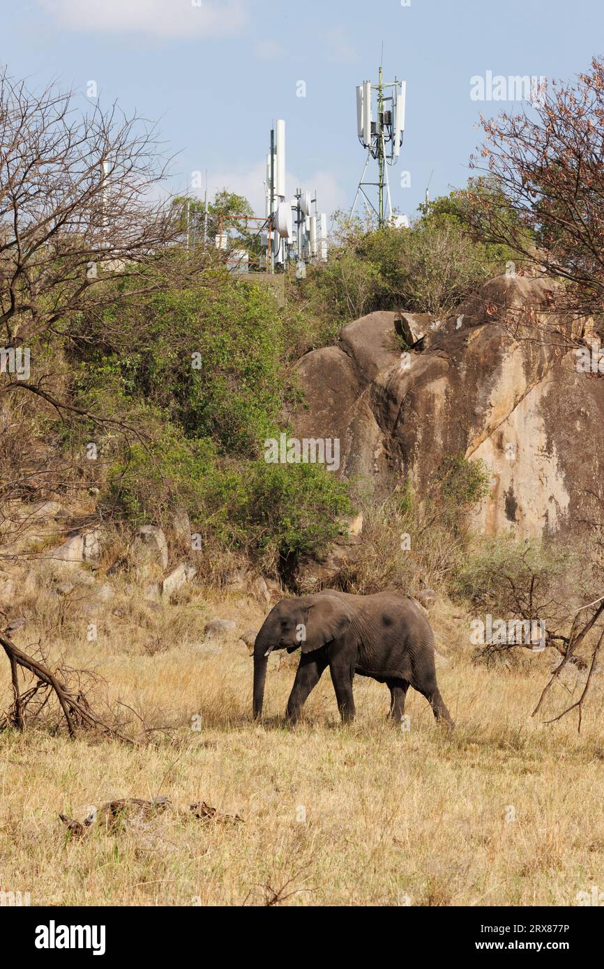 Serengeti National Park, Kenya. September 14, 2023. Elephants graze on a grassy plain in front of cell phone towers on a tree-covered hill. Stock Photo