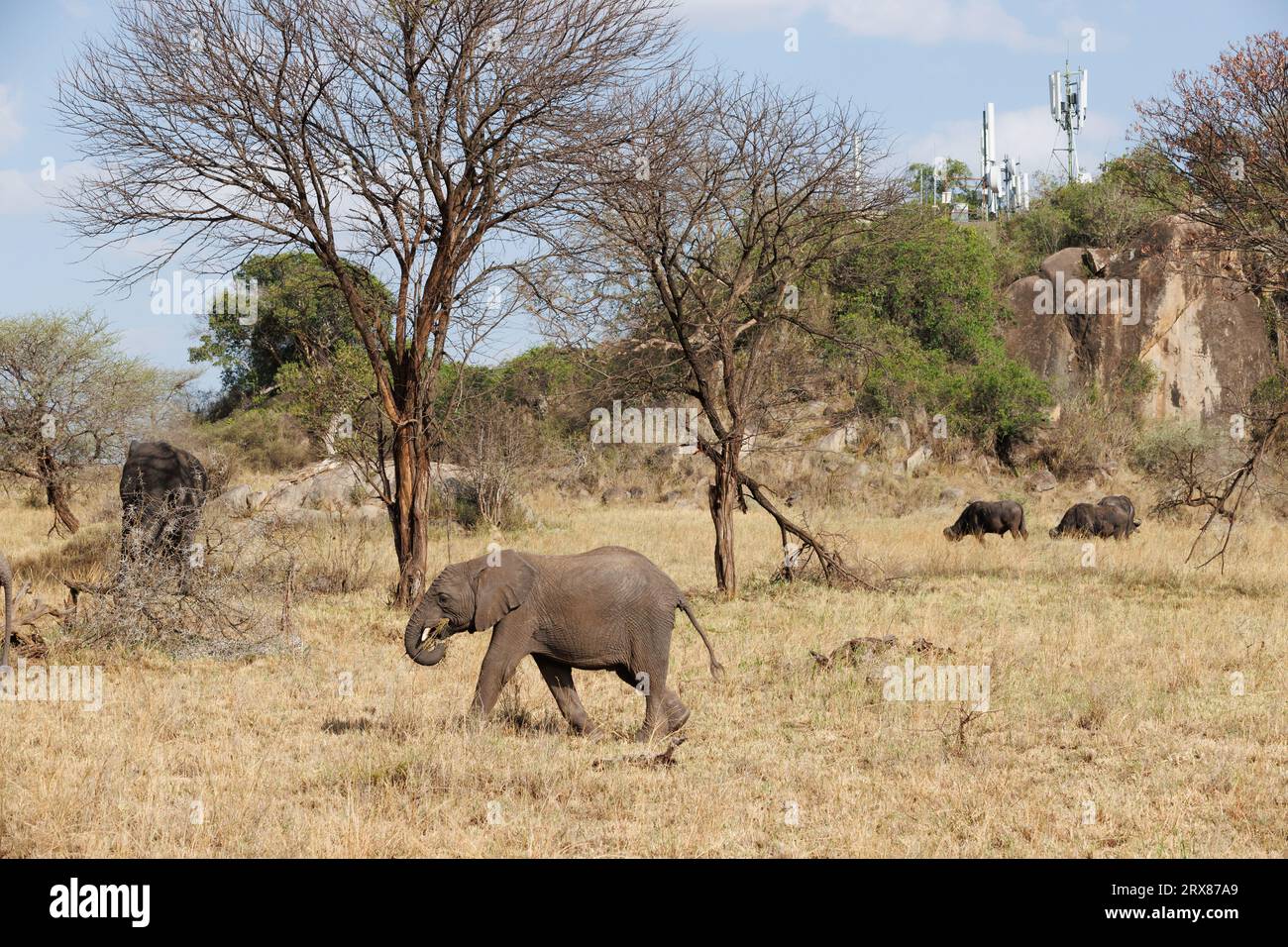 Serengeti National Park, Kenya. September 14, 2023. Two elephants and three Cape Buffalo graze on a grassy plain in front of cell phone towers on a tr Stock Photo