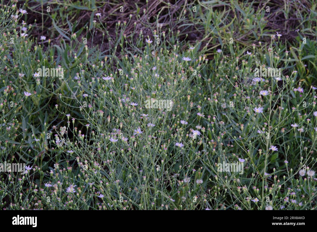 Eastern Annual Saltmarsh Aster, Symphyotrichum subulatum Stock Photo