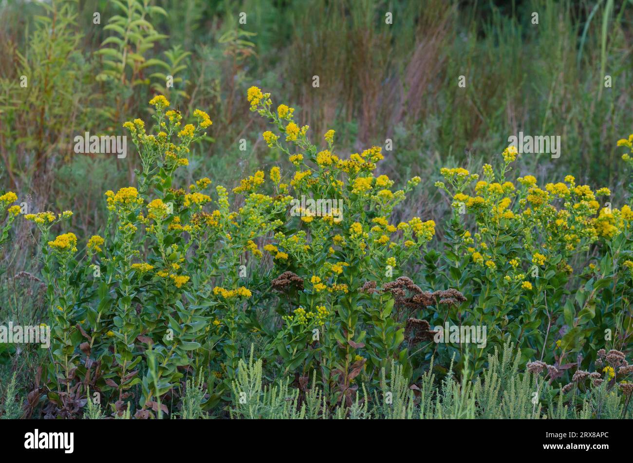 Solidago Rigida Solidago rigida flowers hi-res stock photography and images - Alamy