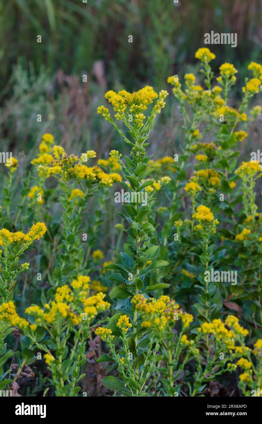 Solidago Rigida Solidago rigida flowers hi-res stock photography and images - Alamy