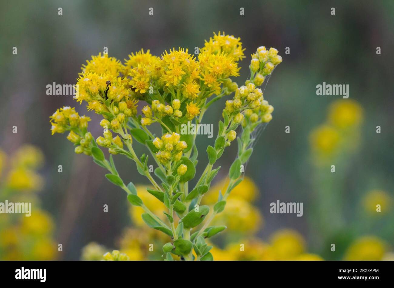 Solidago Rigidum Solidago rigida flowers hi-res stock photography and images - Alamy
