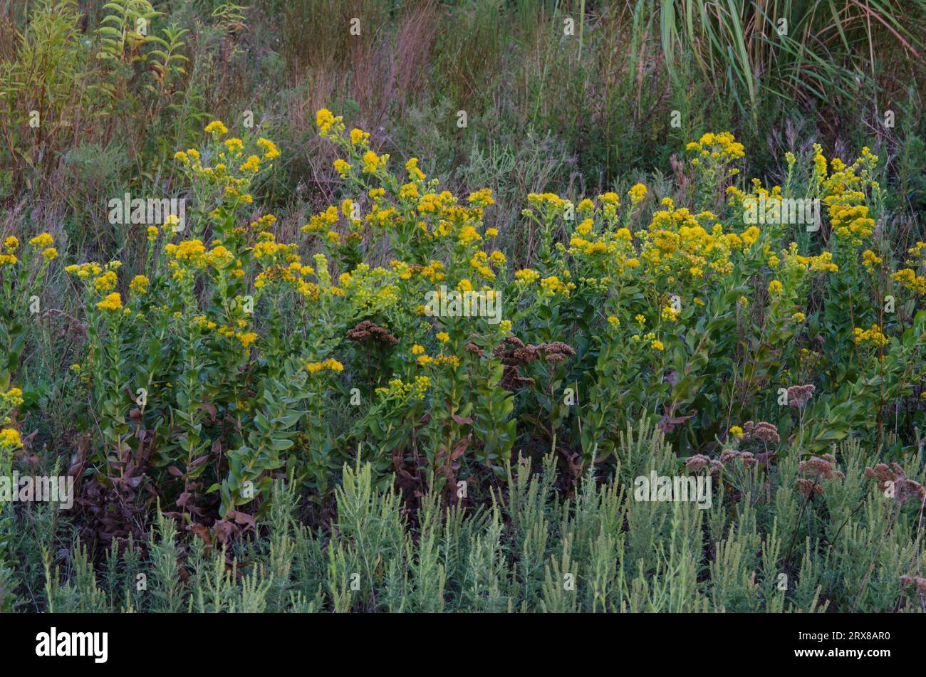 Solidago Rigida Landscape Design Solidago rigida flowers hi-res stock photography and images - Alamy