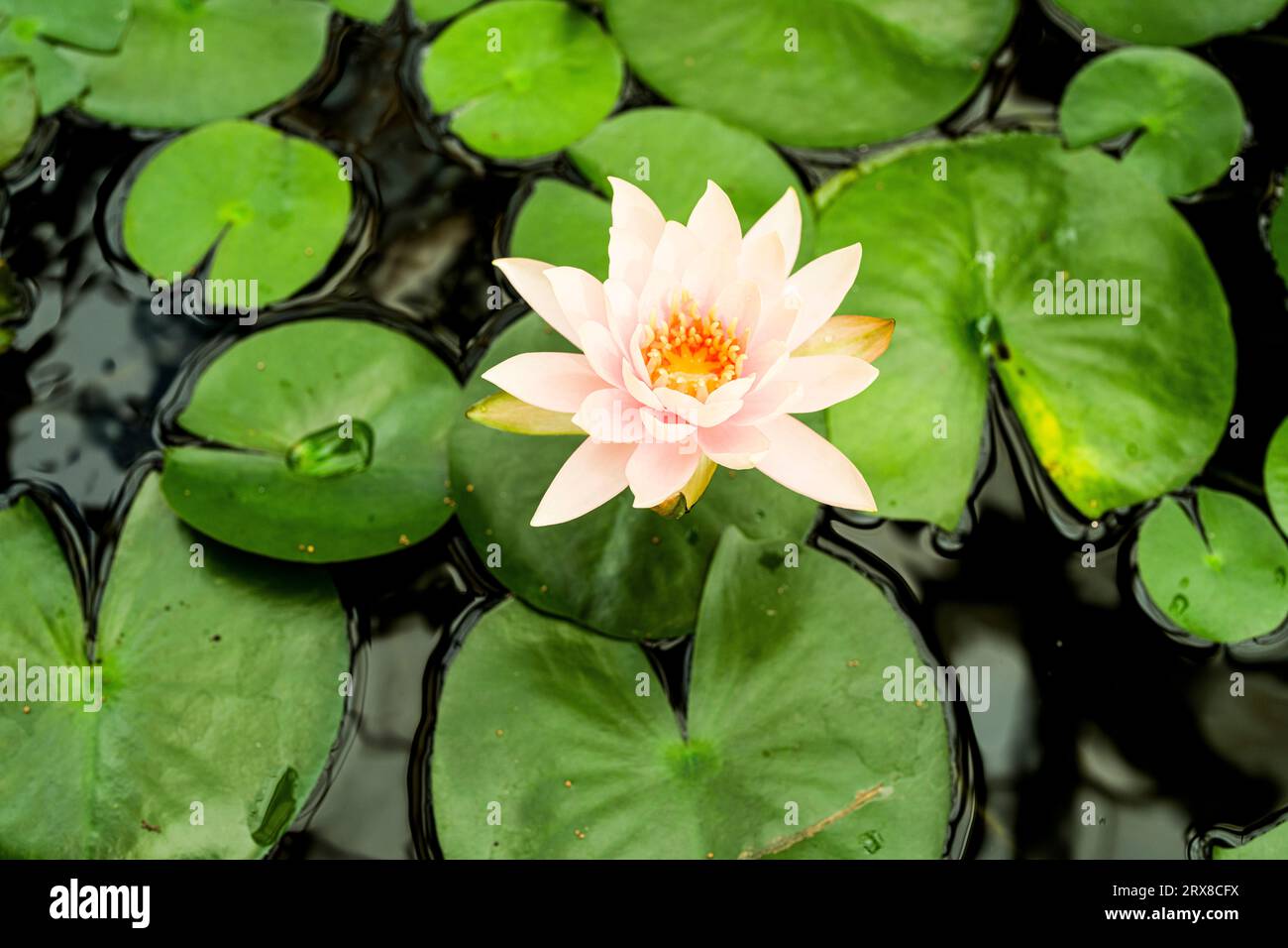 Amazon Water Lily at the Conservatory of Flower San Francisco Stock Photo