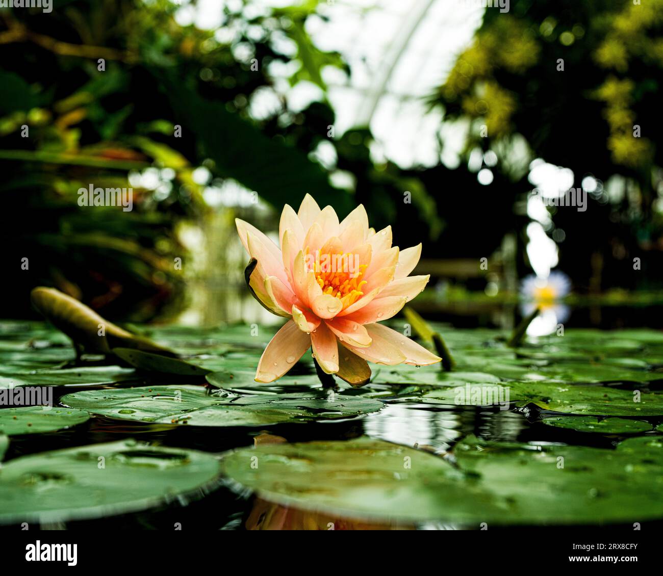 Amazon Water Lily at the Conservatory of Flower San Francisco Stock Photo