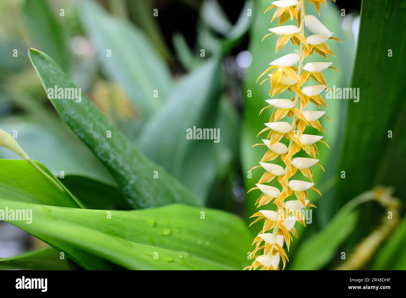 Dendrochilum magnum flower; epiphyte orchid variety from the Philippines. Stock Photo