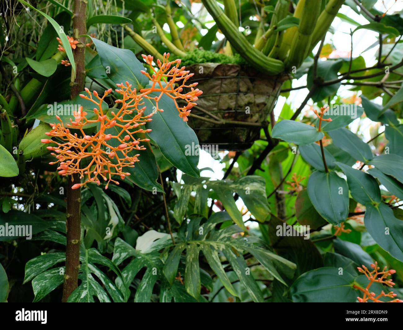 Medinilla scortechinii, orange medinilla, or orange spike; a tropical evergreen shrub with orange stalks and flowers that resemble coral. Stock Photo
