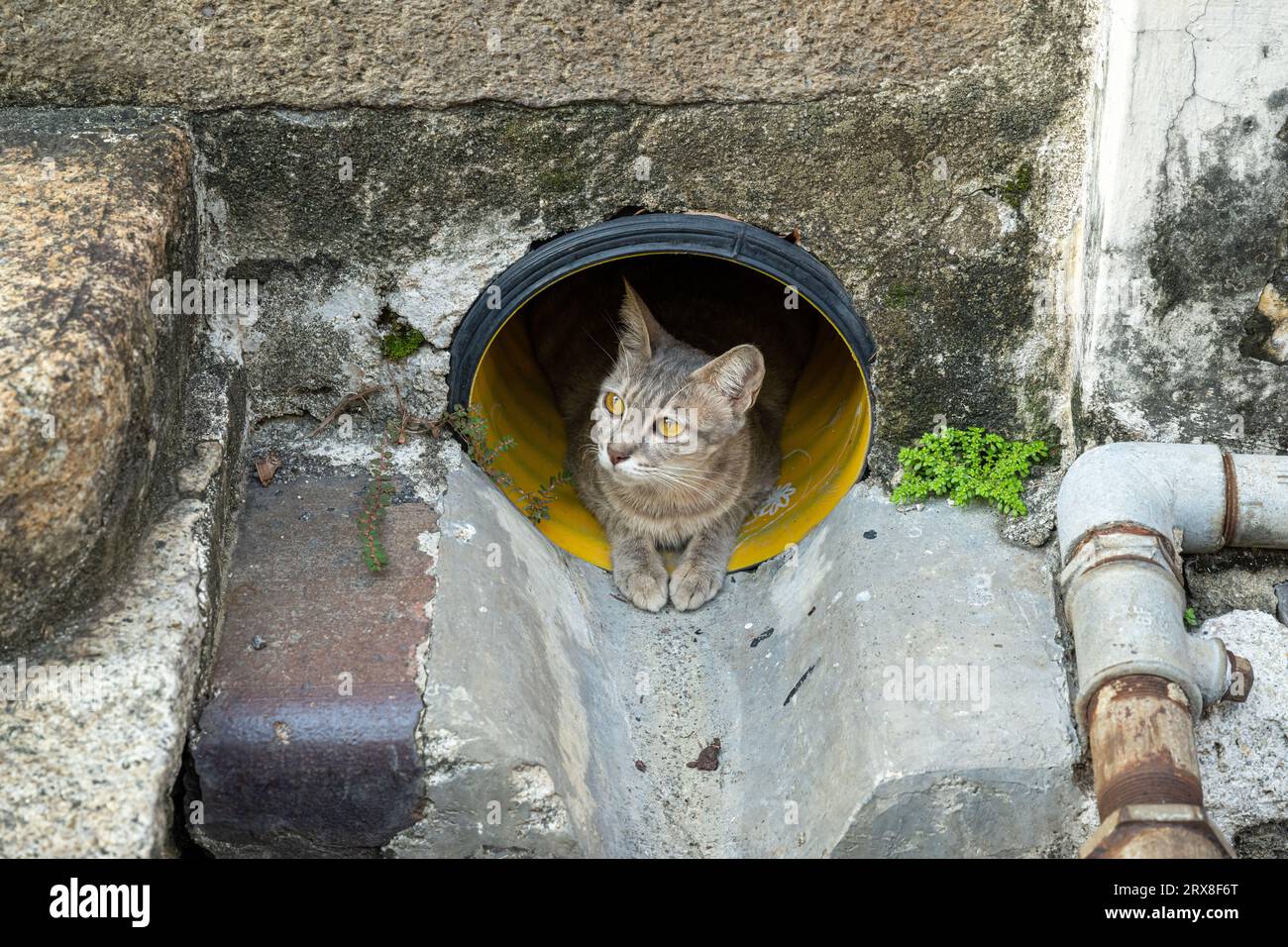 Cat in a drain hires stock photography and images Alamy