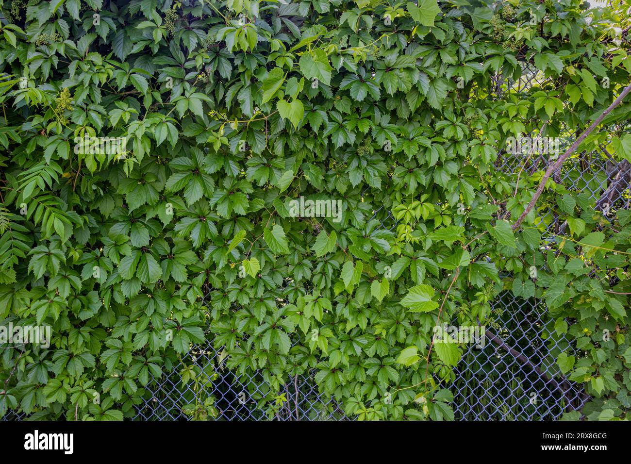 A chain link fence covered in green foliage mostly leaves with some