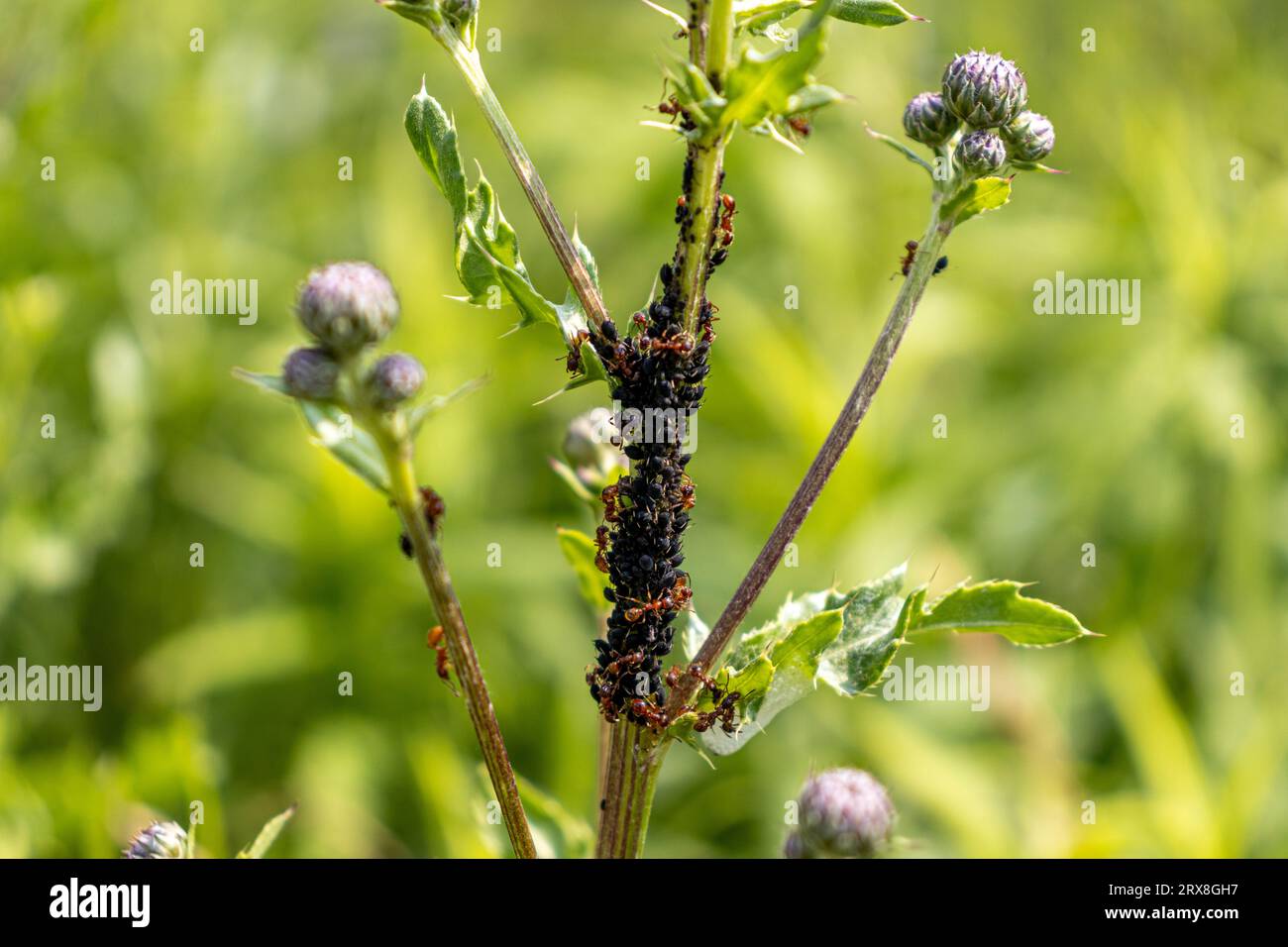 Ants and black bugs - possibly aphids - crawling on a thorny plant stem ...